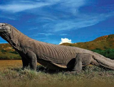 Komodo Dragon Tours in Bali - Where to See These Ancient Beasts