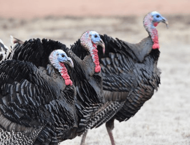 Colorado Turkey Population Map-Where to Spot Wild Turkeys