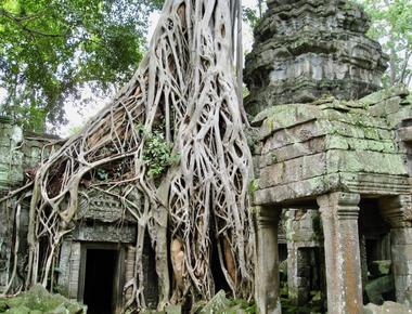 The Tree Temple at Angkor Wat-Exploring Ta Prohm’s Ancient Beauty