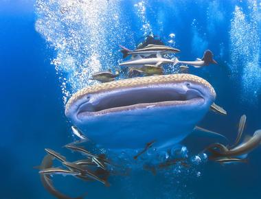 Koh Tao’s Shark Bay - Snorkeling With Gentle Predators