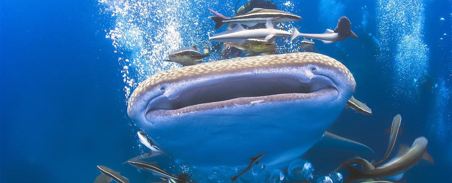 Koh Tao’s Shark Bay - Snorkeling With Gentle Predators
