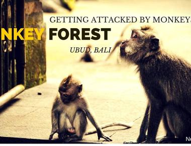 Monkey Forest Street Ubud - What to Expect in Bali’s Primate Paradise
