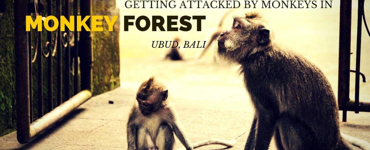 Monkey Forest Street Ubud - What to Expect in Bali’s Primate Paradise