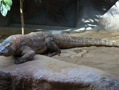 Dangerous Animals in Bali - What to Watch Out For