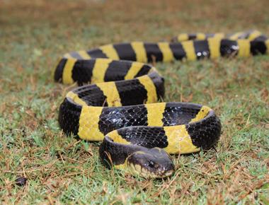 Are There Snakes in Bali? What Travelers Should Know