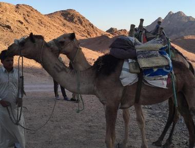 Riding Camels in Egypt-The Ultimate Desert Adventure