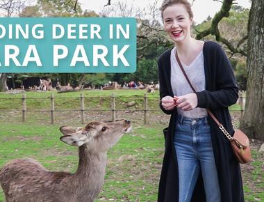 Feeding Deer in Japan - Where to Go &amp; What to Expect