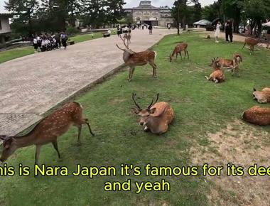 Where to Feed Deer in Japan - A Magical Wildlife Experience