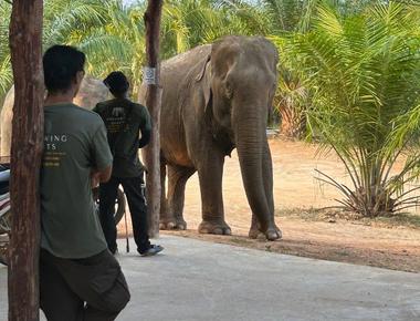 Phi Phi Island Elephant Sanctuary - Ethical Encounters with Giants