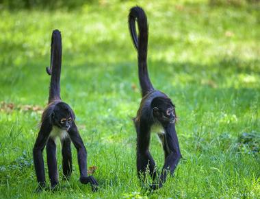 Monkeys in Cancún - Where to Find Wildlife in the Yucatán